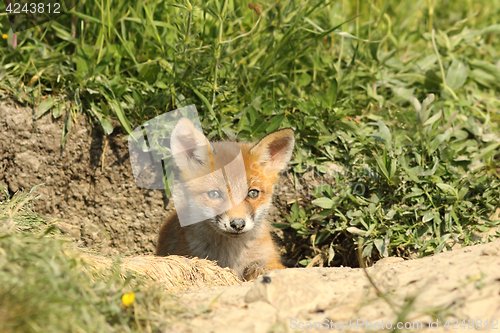 Image of cute fox cub at the entrance of the den