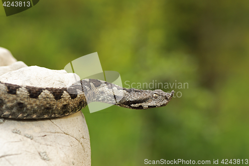 Image of dangerous nose horned viper