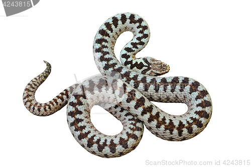 Image of isolated beautiful european common crossed viper