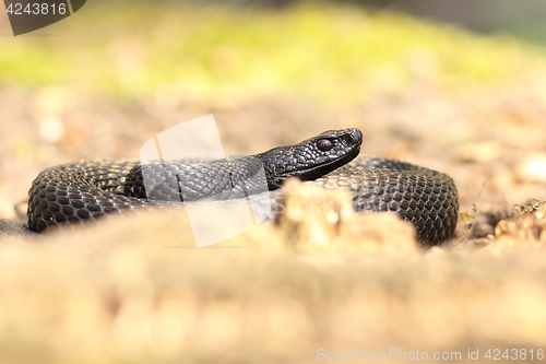 Image of nikolskii viper basking on forest ground