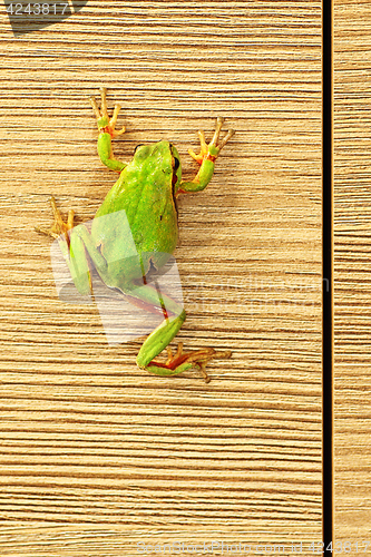 Image of cute green frog on furniture