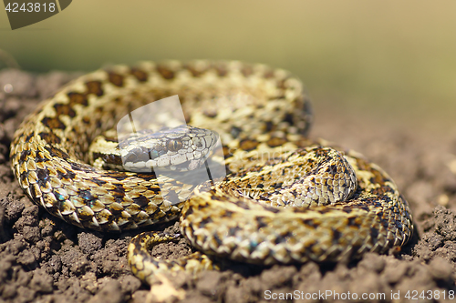 Image of beautiful meadow viper ready to attack