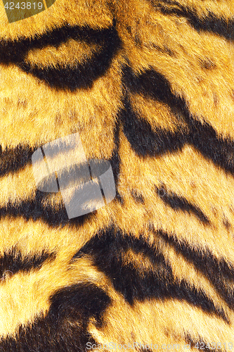 Image of close up of tiger stripes on real fur