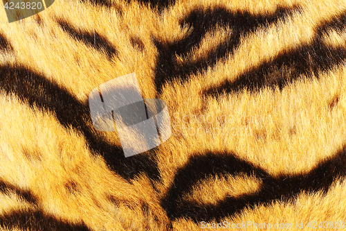 Image of close up of tiger black stripes on fur