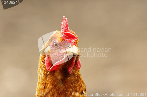 Image of portrait of curious brown hen