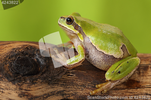 Image of female tree frog