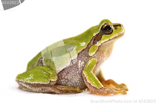 Image of cute tree frog over white background