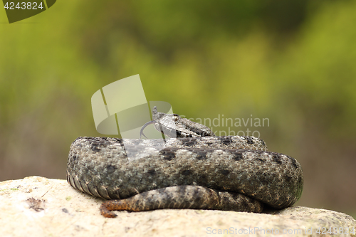 Image of beautiful male nose horned viper on a rock