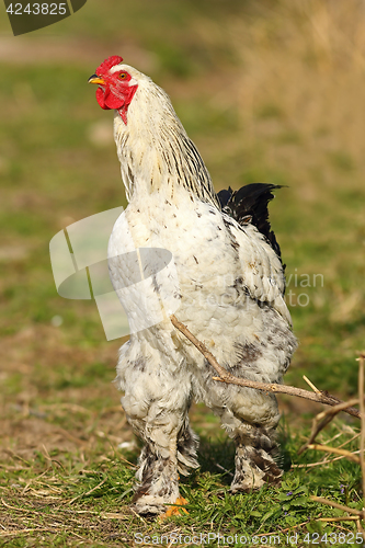 Image of large rooster near the farm