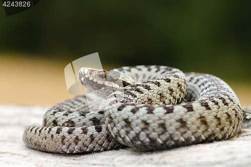 Image of male common european viper basking on wood stump