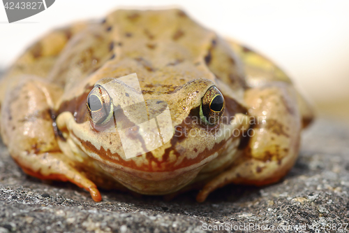 Image of common frog portrait