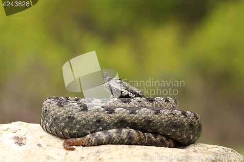 Image of large dangerous nose horned viper basking on a rock