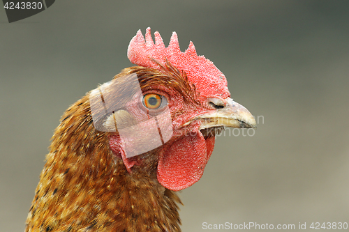 Image of close up of brown hen head 