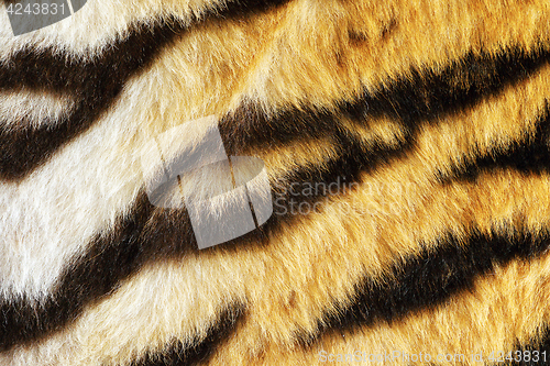 Image of closeup of tiger fur with beautiful stripes