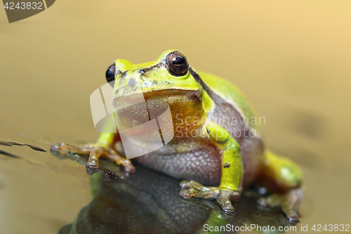 Image of cute tree frog on glass surface