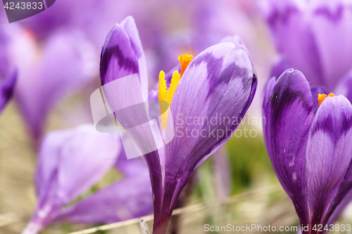 Image of macro image of spring wild crocus