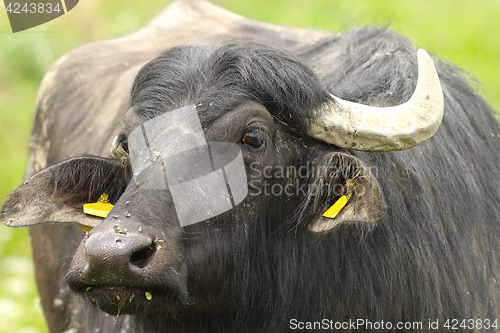 Image of portrait of domestic water buffalo