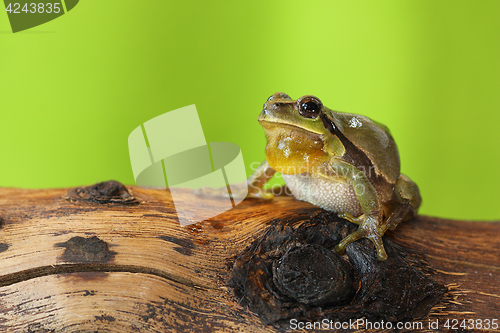 Image of male tree frog singing