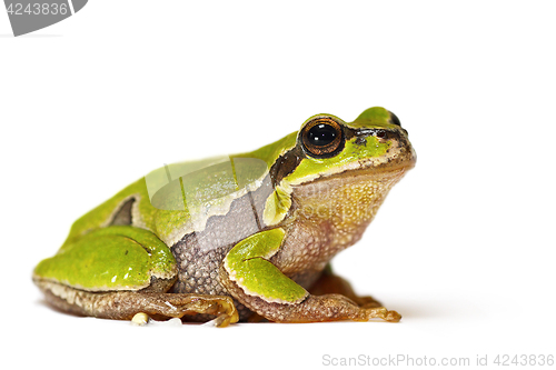 Image of Hyla arborea on white background