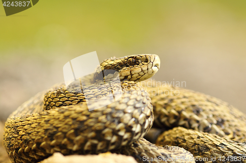 Image of elusive meadow viper