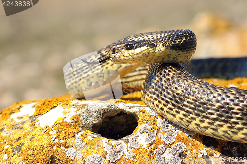 Image of blotched snake ready to attack