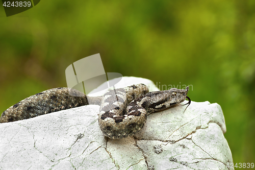 Image of nose horned viper basking on a rock in natural habitat