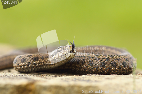 Image of venomous juvenile Vipera ursinii rakosiensis preparing to strike