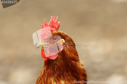 Image of cute hen portrait 