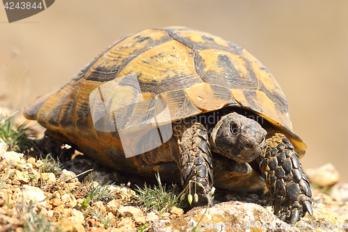 Image of greek turtoise walking on natural habitat