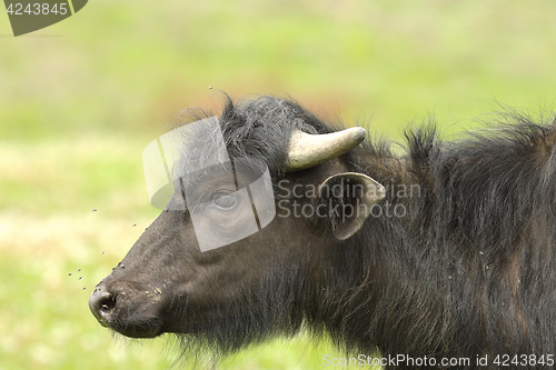 Image of profile of juvenile water buffalo