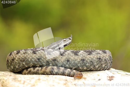 Image of large male nose horned adder