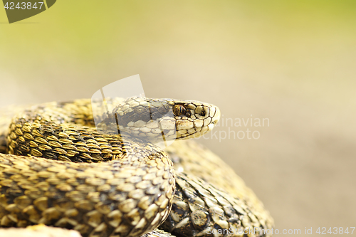 Image of beautiful macro shot of meadow viper