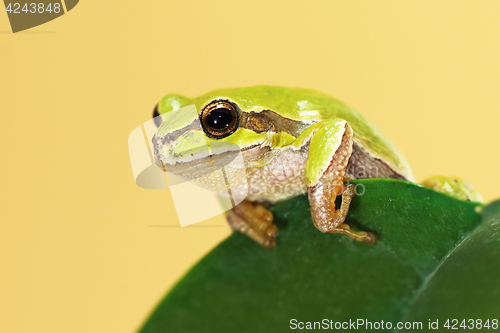 Image of european tree frog on a leaf