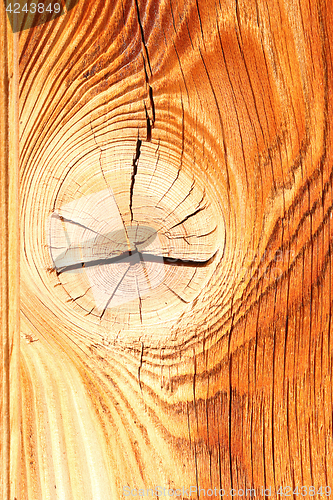 Image of colorful spruce wood texture