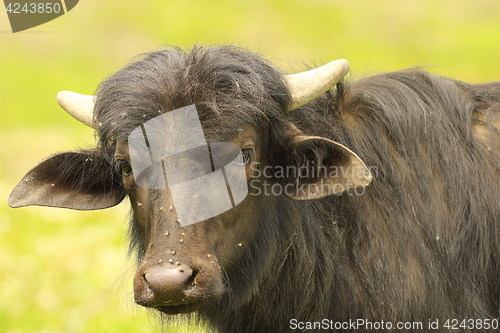 Image of portrait of young black water buffalo