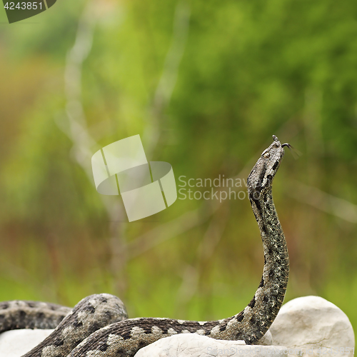 Image of european venomous snake ready to attack