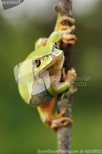 Image of cute european green tree frog