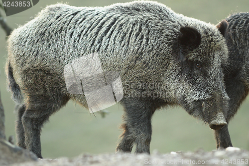 Image of large wild boar at dawn