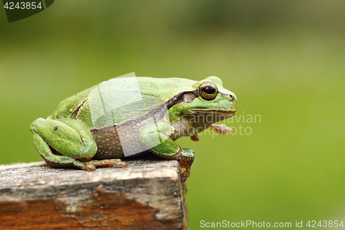 Image of gorgeous european tree frog