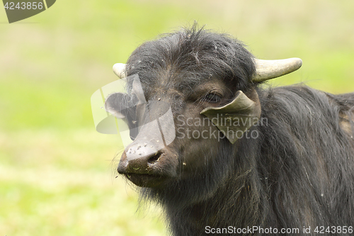 Image of portrait of domestic buffalo