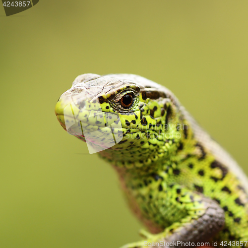 Image of macro portrait of Lacerta agilis