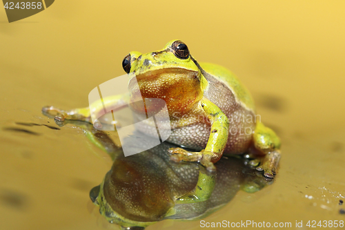 Image of cute tree frog looking at the camera