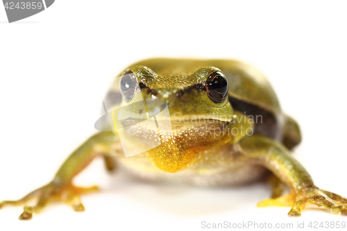 Image of cute tree frog on white background