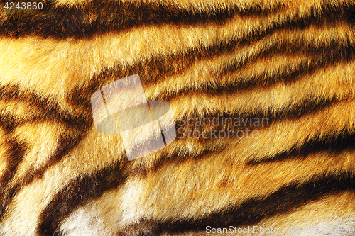 Image of detail of colorful tiger fur