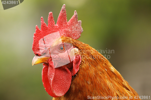 Image of portrait of beautiful proud rooster