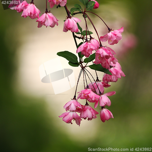 Image of pink japanese cherry flowers