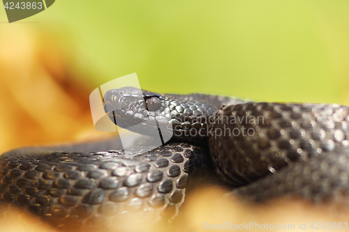 Image of melanistic nikolsky viper portrait