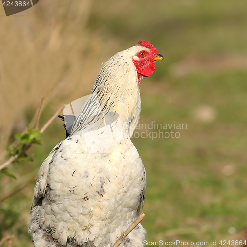 Image of closeup of proud rooster