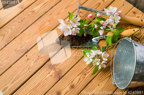 Image of Branch of blossoming apple and garden tools on a wooden surface,