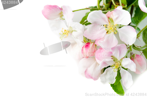 Image of Branch of a blossoming apple-tree on a white background, close-u